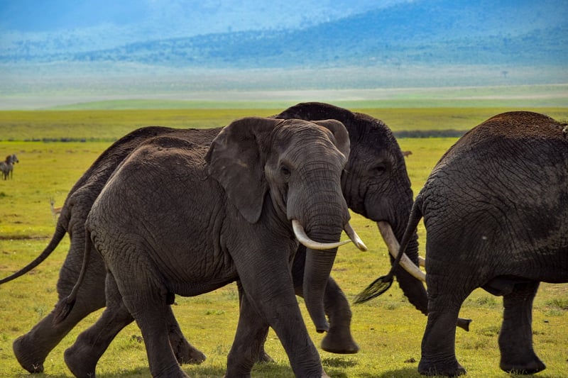Safari in Serengeti National Park
